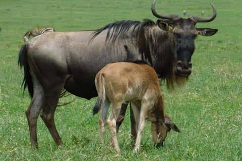 5 - Journée privée de luxe Ndutu vêlage saison – Gnous migration