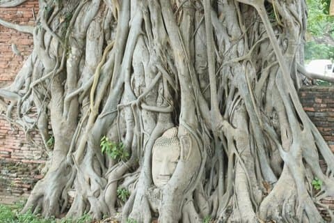 Halvdagstur til templer og ruiner av det kongelige palasset i Ayutthaya, Thailand (inkluderer transport, inngangsbilletter og Japansk Guide) med lunsj på en populær thailandsk restaurant
