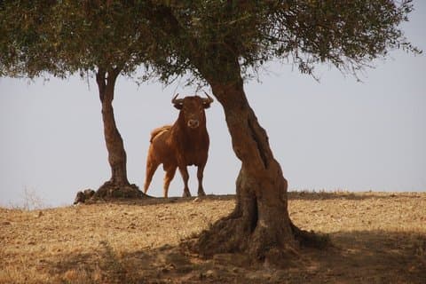 Exklusiv Bull Ranch vingård och La Rabida kloster upplevelse