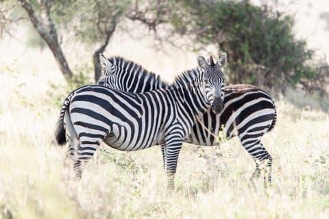 Safaris com orçamento para vida selvagem na Tanzânia dia inteiro no Parque Nacional de Arusha