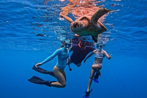 Swim with Turtles Rarotonga - Guided Turtle Tour