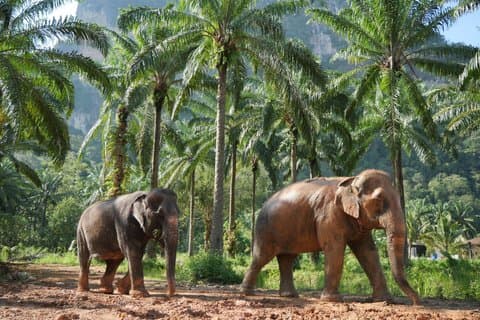 Krabi Olifanten Roaming Odyssee en Kunst Workshop