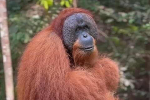 3-Day Ethical Orangutan Jungle Trek & River Tubing | Bukit Lawang