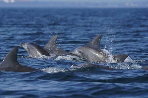 Side Dolphin Island Boat Tour with Lunch and Foam Party