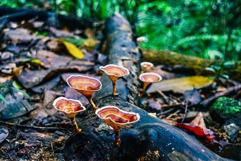 Kanneliya regnskog guidad tur från Galle
