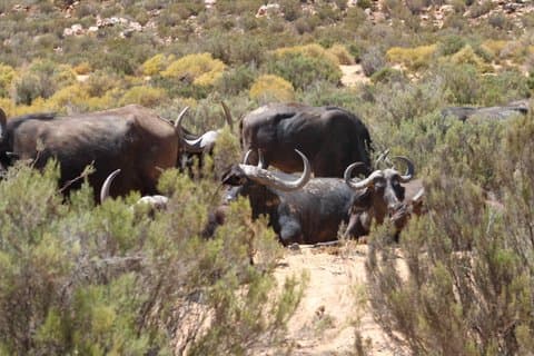 Kapstaden heldags privat Aquila Game Reserve Big 5 Safari