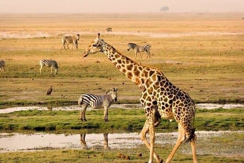 Rejser til Cape Town Safari