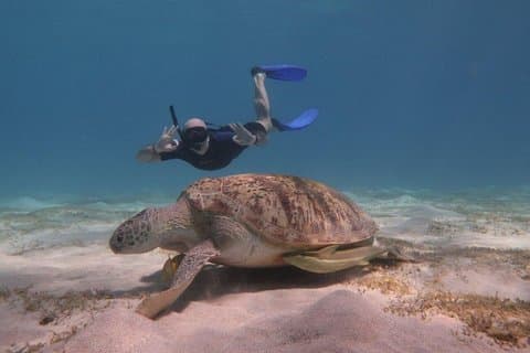 Snorkeling with Dugongs and Turtles in Marsa Alam