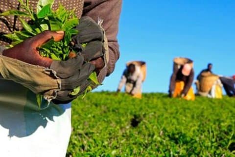 Dagstur till Gatura Greens Purple Tea Farm