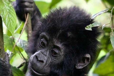 霊長類6日間とキガリ経由の野生動物ラグジュアリーツアー
