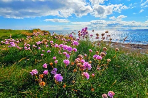 Tilpassede og faste ture af mit Irland eventyr.