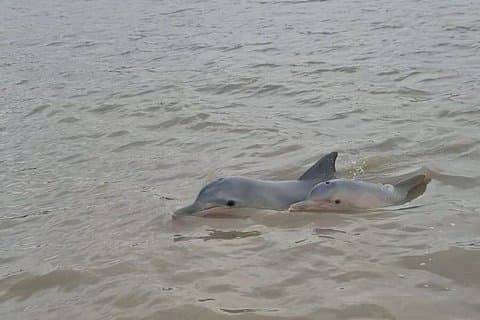 Sunset and Dolphin Tour Suriname