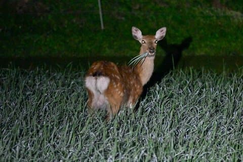 Otsuchi Night Safari Wildlife Watching and Coexistence Tour