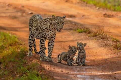 スペシャルヒョウ&エレファンツサファリ-ヤーラ-午前4時30分から午前11時30分まで