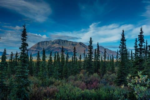Vild Alaska Range Heldagstur från Fairbanks