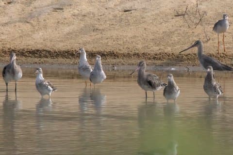 Vogelroute van Pulicat
