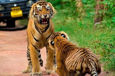 Ranthambore Tiger Safari with Tickets and Pickup Options