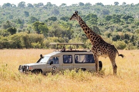 Privé Safari-ervaring van een hele dag in Kaapstad