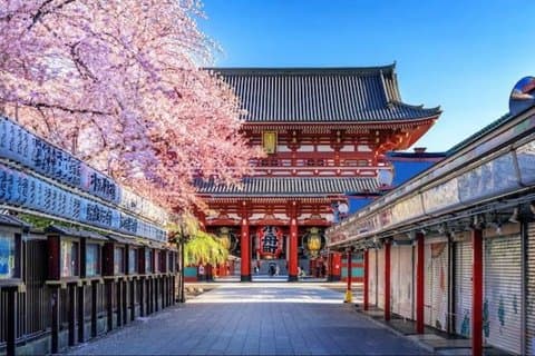 Tokyo Asakusa Kimono Cherry Blossom Tour