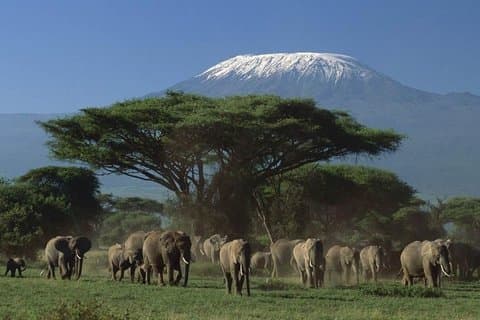 Safari de 3 días en Tsavo Este y Amboseli desde Diani Mombasa