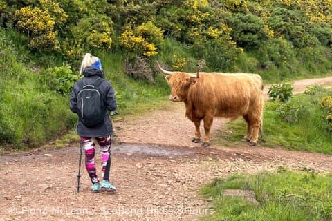 Hoteller i nærheden af Hills, Heather & Highland Cows