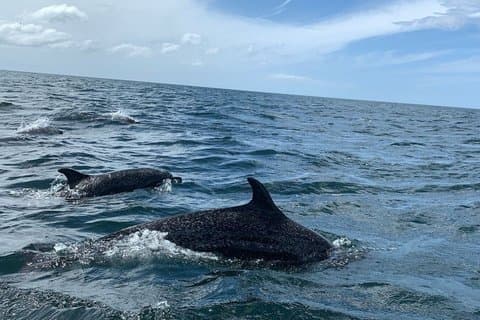Whale Watching Adventure in San Juan del Sur with Dinner