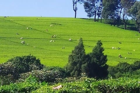 Kiambethu Tea Farm Tour from Nairobi