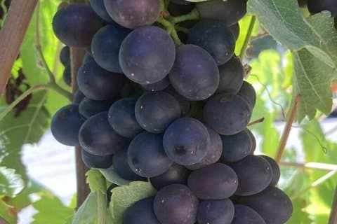 Wine Tours ( private ) 6 full hours .