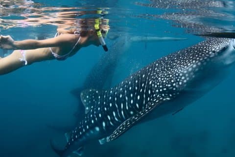Nuota con gli squali balena a La Paz con bevande e snack