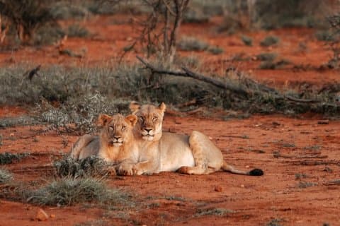 2-dages Tsavo East National Park Safari fra Diani Beach