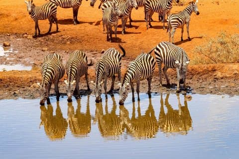 Overnatningssafari til Tsavo East Nationalpark fra Mombasa