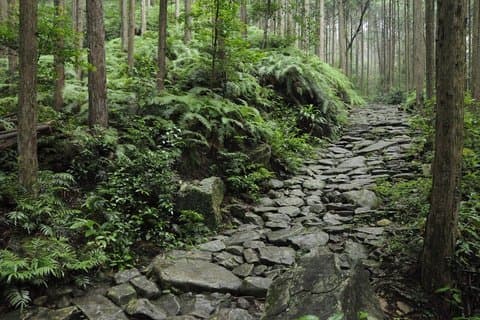 Complete Immersion: 4D3N Kumano Kodo Iseji Tour with Local Guide