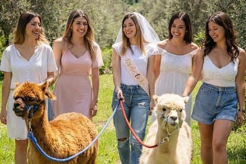 Exclusive Hen Party with Alpaca and Aperitif in Tuscany