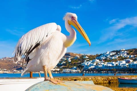 Mykonos privat tur från höjdpunkter till fullständig upptäckt (upp till 8)