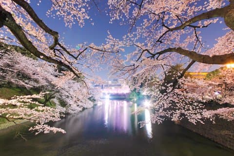 Tokyo Cherry Blossom Night Tour – Private Yozakura Experience
