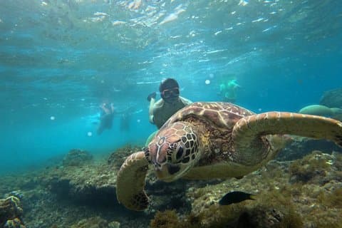 Apo Island Snorkel met Schildpad Tour