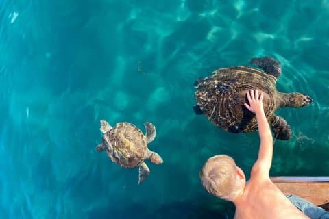 Excursion en bateau à fond de verre de Zante aux grottes de Keri et à l'île de la Tortue