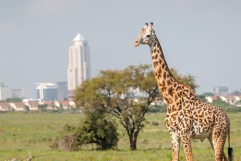 Hoteller i nærheden af Nairobi Airport Layover Tour with National Park & Giraffe Centre