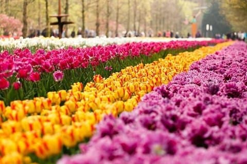 Privat udflugt til Keukenhof Gardens