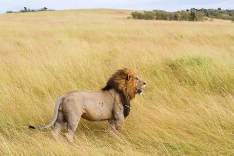 2 dage One Night Golden Mikumi Safari Eventyr fra Zanzibar