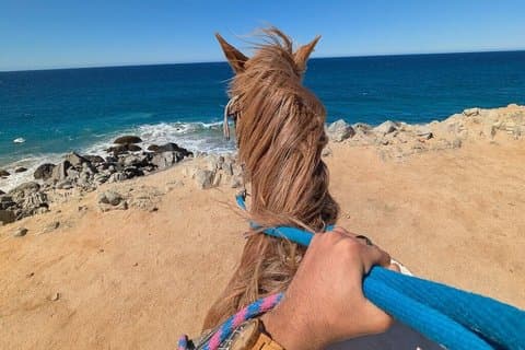 Cabo San Lucas Beach and Desert Horseback Ride