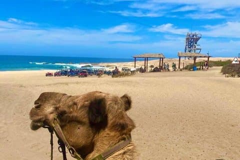 Cabo San Lucas côte à côte et aventure à dos de chameau