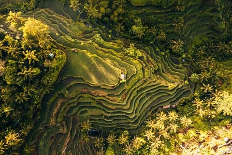Ubud Bali Half Day Tour