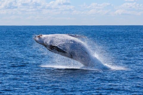 Crucero de observación de ballenas desde Reikiavik