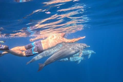 Viaje oficial de buceo con casa de delfines y arrecifes de coral con almuerzo