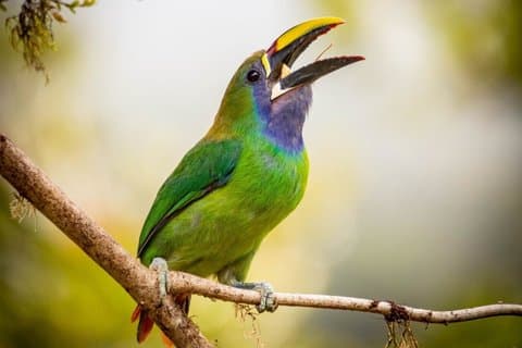 Toucan Tour In Monteverde