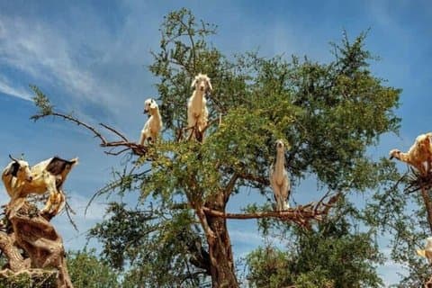 Tour de cabras en árboles y zocos en Agadir con visita opcional de Crocoparc