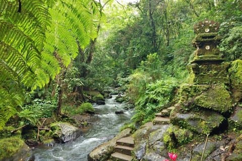 Bali with a Local (Ketut): Village, Forest Walk & Water Cleansing