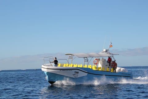 3 timers båttur med hval fra Valle GR (La Gomera)