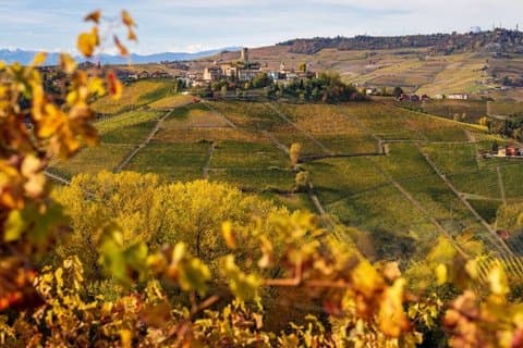 Da Milano : Barolo Vineyards & Wine Cellar Experience UNESCO